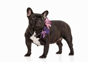 French bulldog puppy on white background
