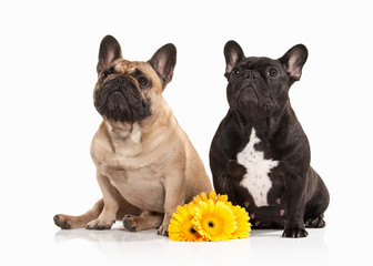 Two French bulldog puppies on white background