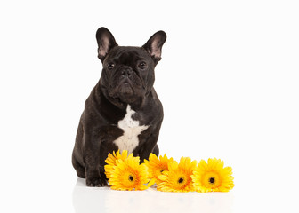 French bulldog puppy on white background
