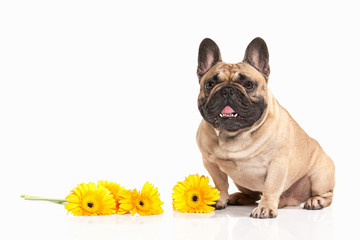 French bulldog puppy on white background