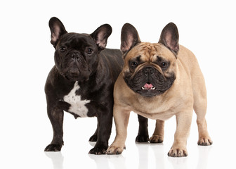 Two French bulldog puppies on white background