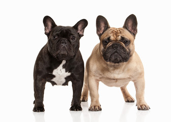 Two French bulldog puppies on white background
