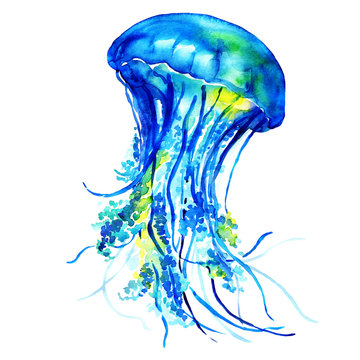 Ocean Water Jellyfish