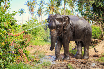 Fototapeta premium Elephant make shower