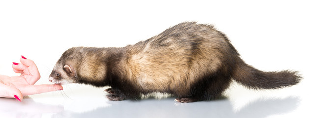 Ferret (Mustela putorius furo)