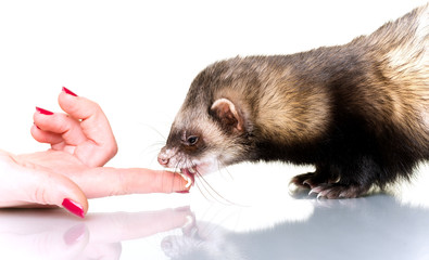 Ferret (Mustela putorius furo)
