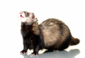 Fototapeta premium Ferret (Mustela putorius furo)