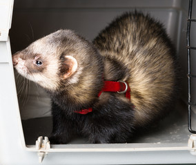 Ferret (Mustela putorius furo)