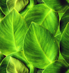 Green Ivy