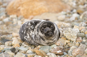 Juvenile Gray Seal
