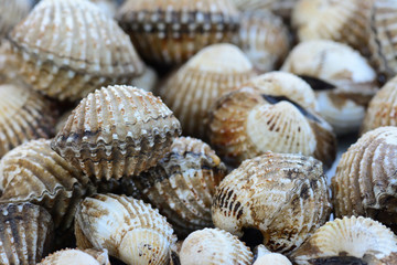 closeup of cockles(scallop) for food background
