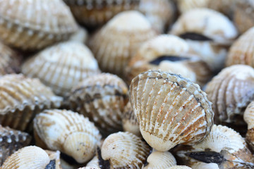 closeup of cockles(scallop) for food background