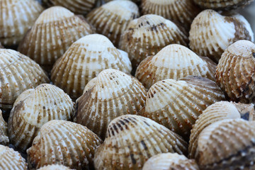 closeup of cockles(scallop) for food background