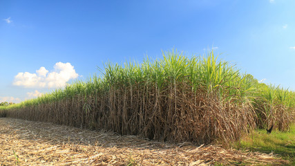 Sugar cane field in blue sky - obrazy, fototapety, plakaty