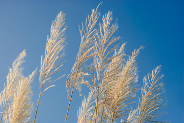 Pampas Grass Flowers