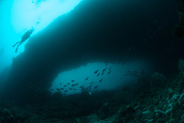 Fototapeta na wymiar Diver, schooling fusilier in Ambon, Maluku, Indonesia underwater