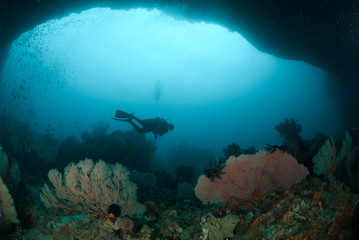 Obraz premium Diver, sea fan in Ambon, Maluku, Indonesia underwater