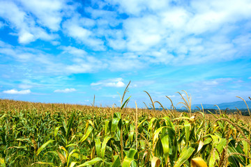 Corn field with blue sky