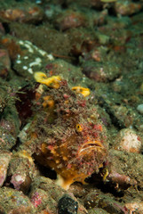 Fototapeta na wymiar Freckled frogfish in Ambon, Maluku, Indonesia underwater