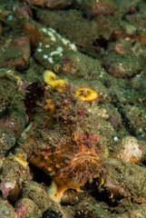 Fototapeta na wymiar Freckled frogfish in Ambon, Maluku, Indonesia underwater