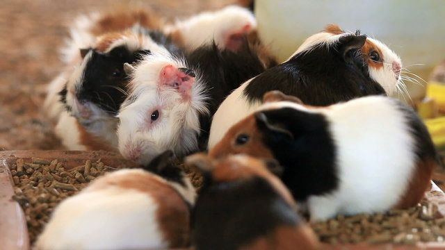 Guinea pig feeding, Close up.