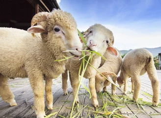 Photo sur Plexiglas Moutons Moutons mérinos mangeant des feuilles d& 39 herbe de ruzi sur le sol en bois du ra rural