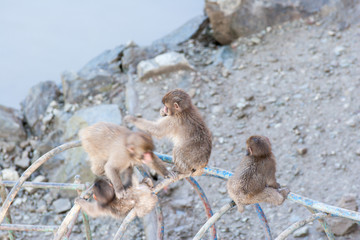 Japanese macaque also known as snow monkey