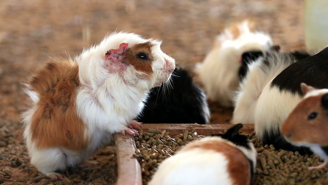 Guinea pig feeding, Close up.