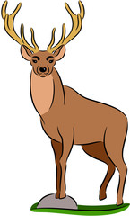 Deer