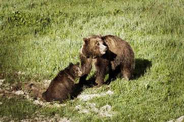 Obraz na płótnie Canvas Two bears - the mother with baby