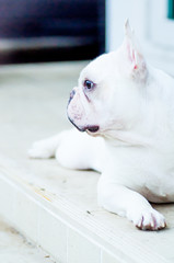 French bulldog's waiting for the man