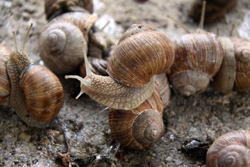 ślimaki © macpul