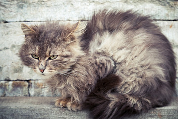 Naklejka premium Gray homeless longhair cat sitting on a bench