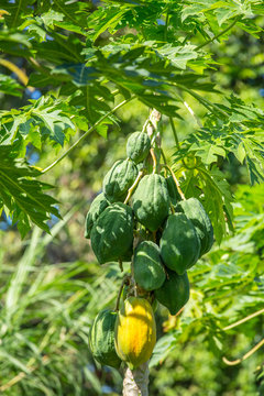 Green and yellow papayas growing on a tree