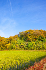 秋の風景