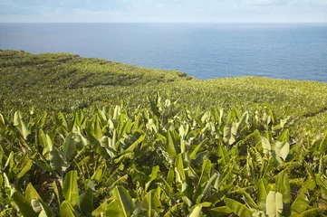 Kissenbezug Banana plantation in La Palma. Spain © h368k742