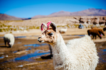 Alpaca, Bolivia