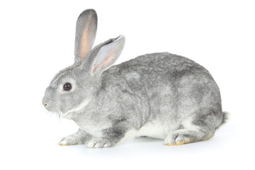 Fototapeta premium gray rabbit