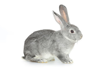 gray rabbit