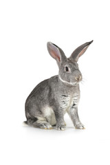 Fototapeta na wymiar gray rabbit