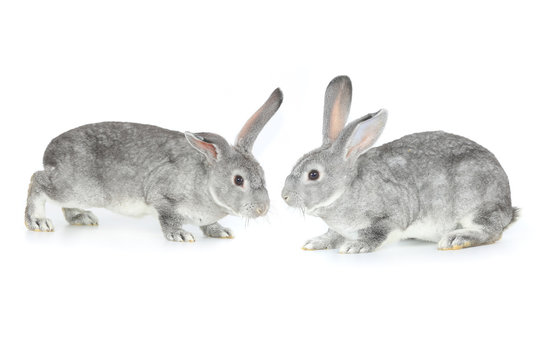 two gray rabbit