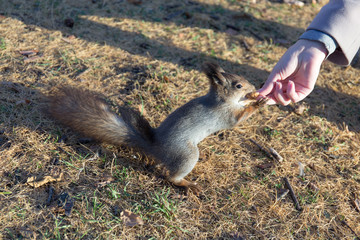 treat in your hand