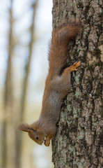 squirrel headfirst