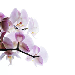 Plakat pink orchid isolated on white