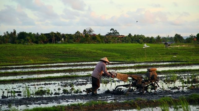 agricultural work in rice paddies