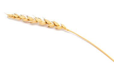 wheat ear