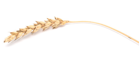 wheat ear