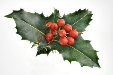 rote Beeren Stechpalme Freisteller