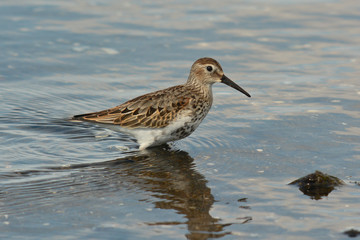 piovanello pancianera (Calidris alpina)