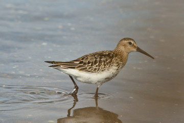 piovanello pancianera (Calidris alpina)